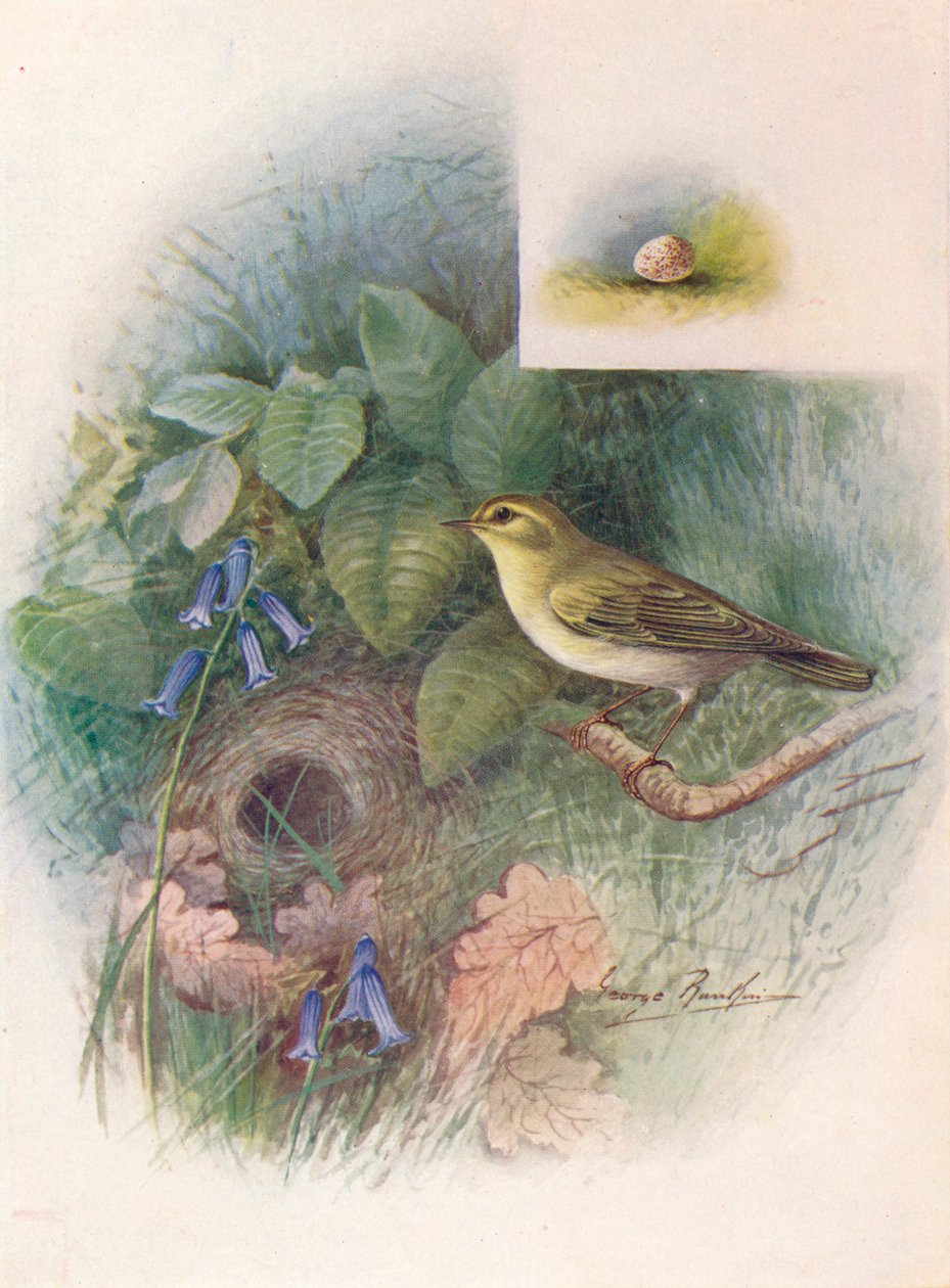 Wood-Wren - Phylloscopus sibilatrix, c1910, 1910 by George James Rankin