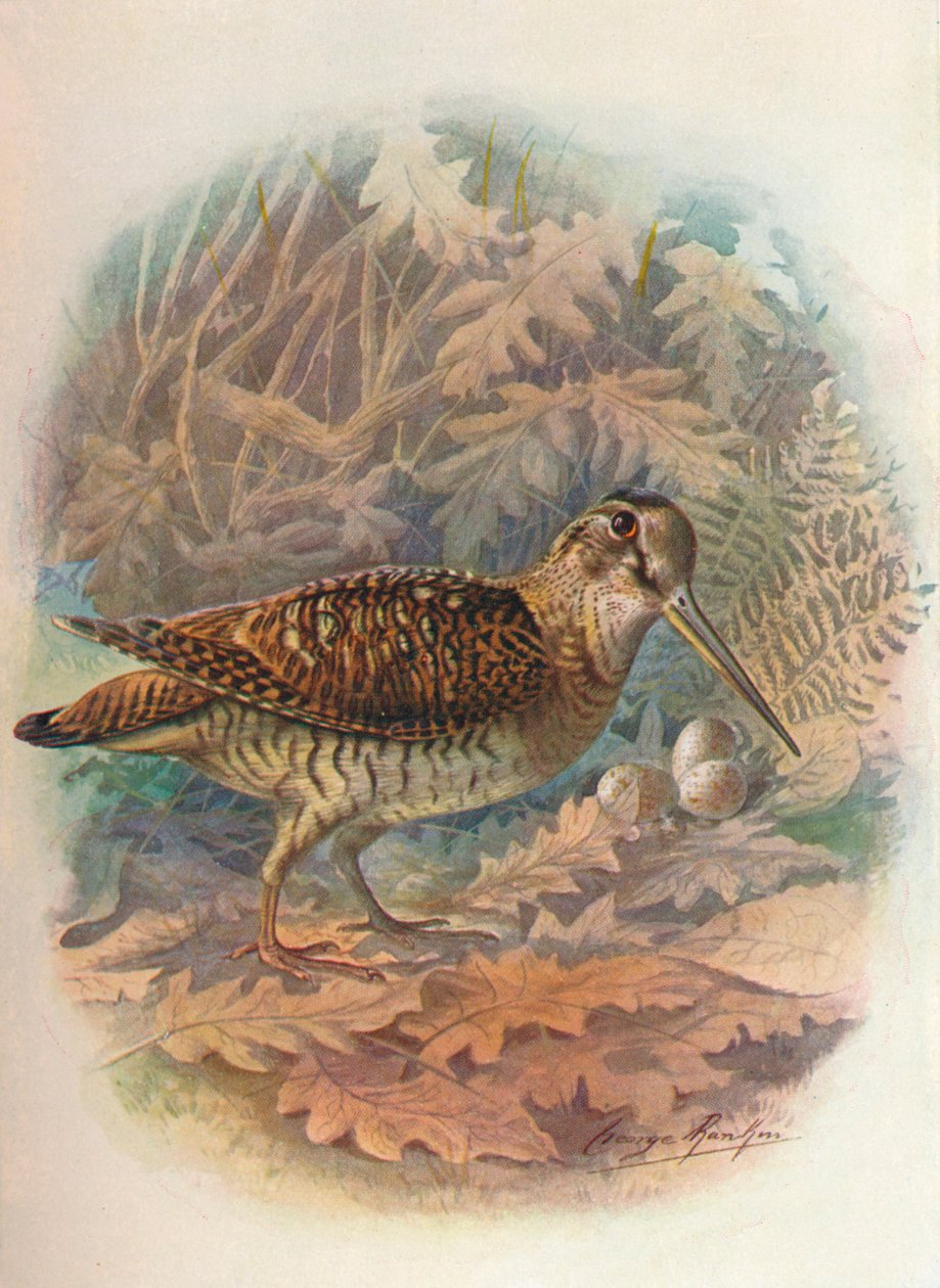 Çulluk - Scolopax rusticula, c1910, 1910 by George James Rankin