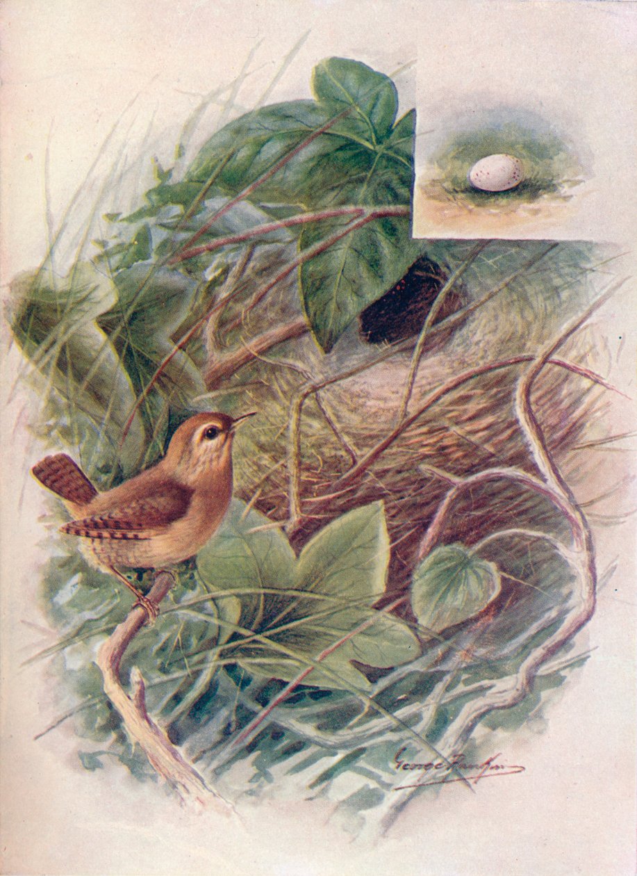 Çalıkuşu - Troglodytes parvulus, c1910, 1910 by George James Rankin
