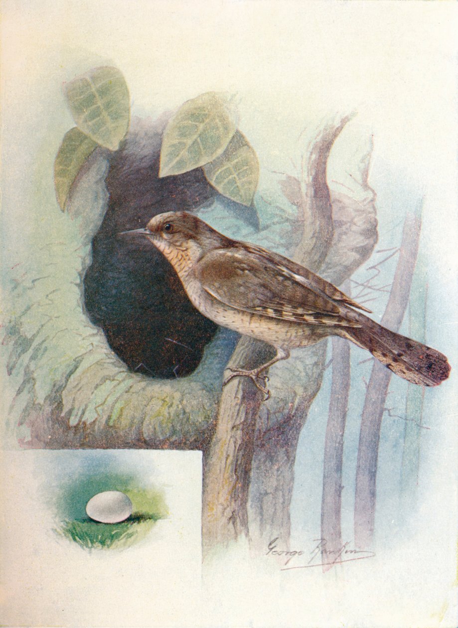 Wryneck - Jynx torquilla, c1910, 1910 by George James Rankin