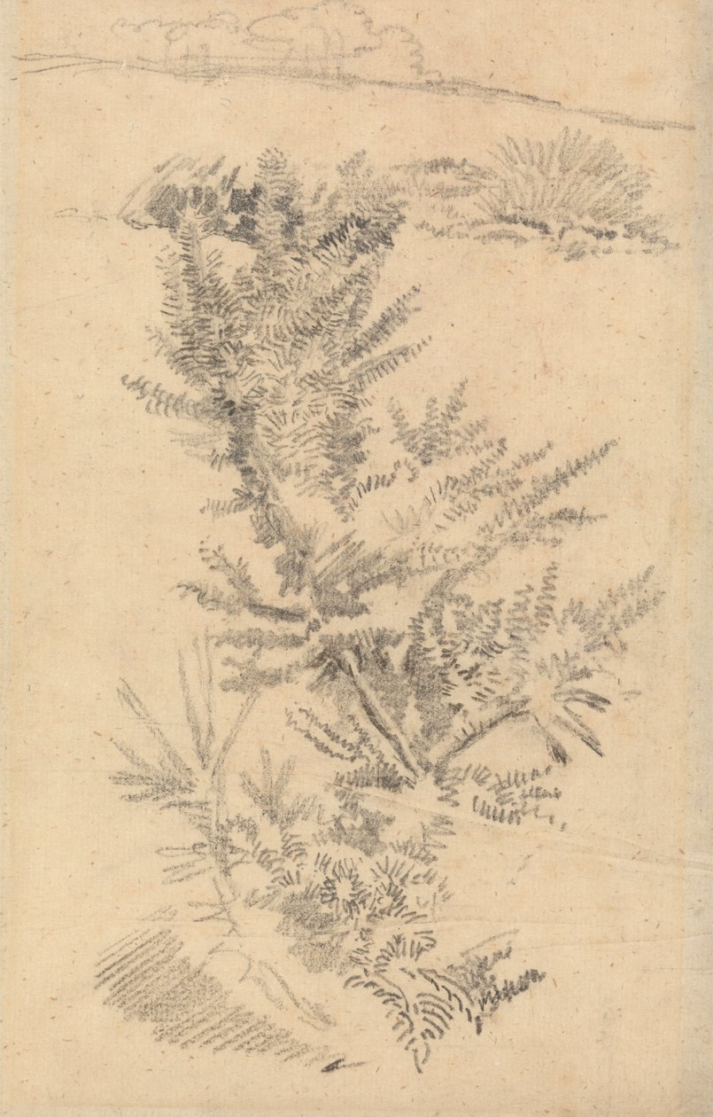 Bir Çayırdaki Ağaçların, vb. İncelenmesi by George Richmond