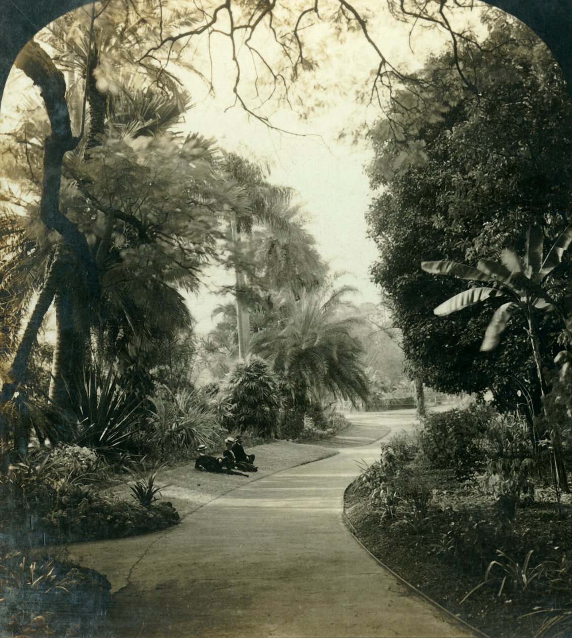 Queens Park'taki Yol, Brisbane, Avustralya, c1909. by George Rose