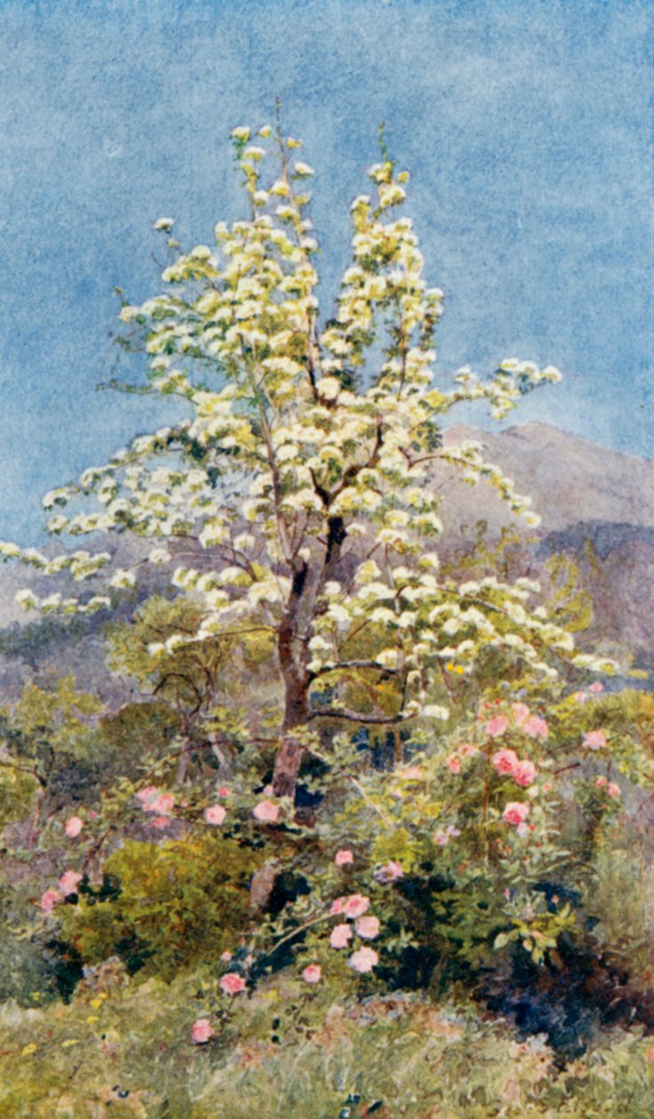 Armut çiçeği, Deniz Alpleri (renkli lito) by George Samuel Elgood