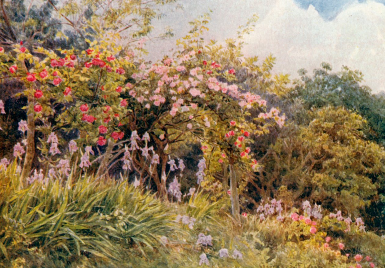 Güller ve İris (renkli lito) by George Samuel Elgood