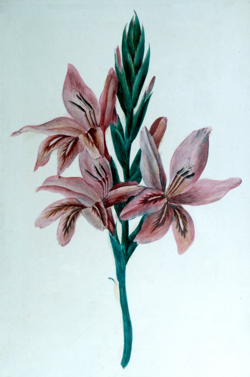 Glaieul Gladioli, 19. yüzyıl. by George Sand