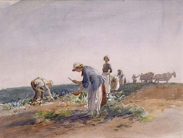 Şalgam Mahsul (suluboya ve guaj) by George Soper