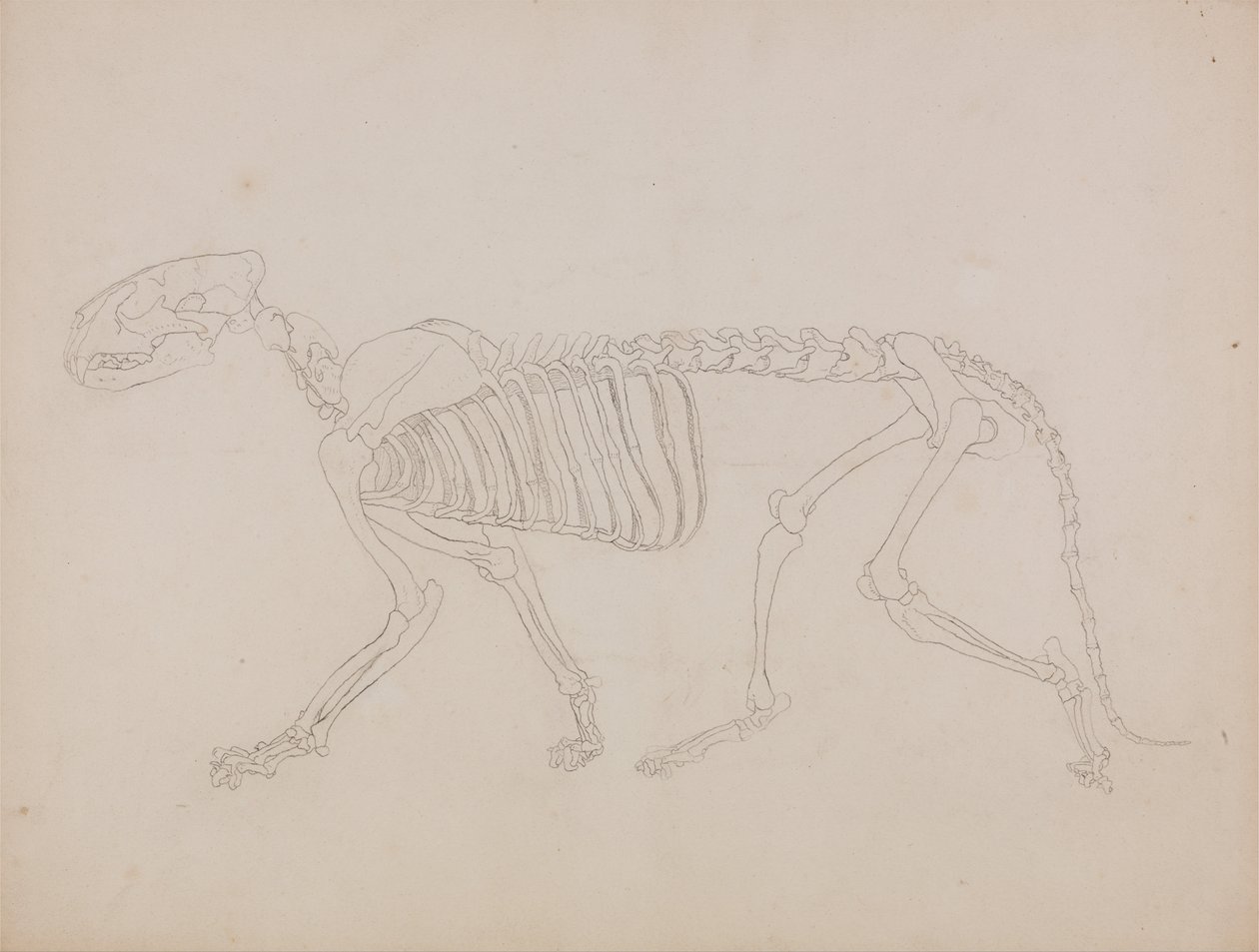  by George Stubbs