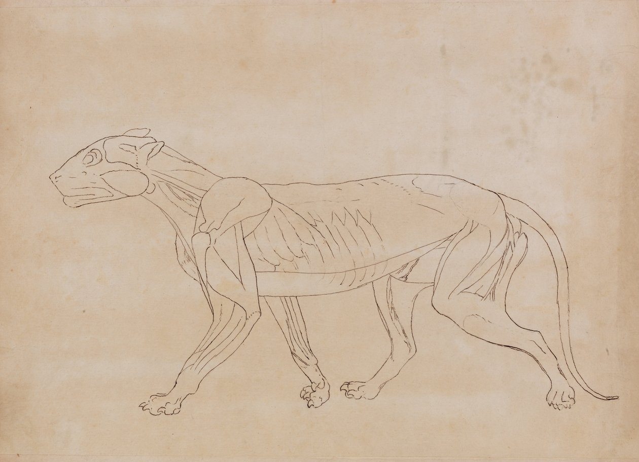  by George Stubbs