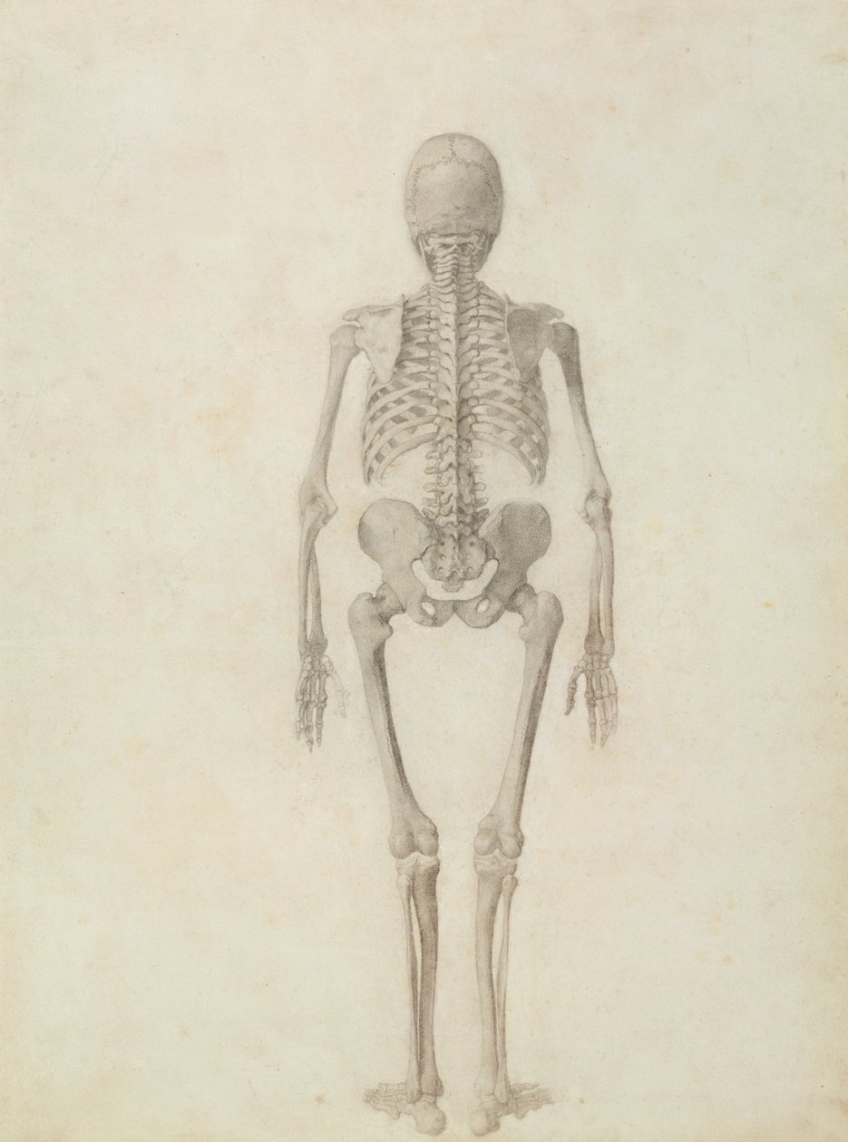İnsan Vücudunun Yapısının Kaplan ve Sıradan Bir Tavuğun Yapısıyla Karşılaştırmalı Anatomik Bir Gösterimi: İnsan İskeleti, Arkadan Görünüm by George Stubbs