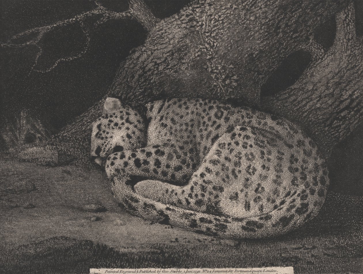 Uyuyan Leopar by George Stubbs