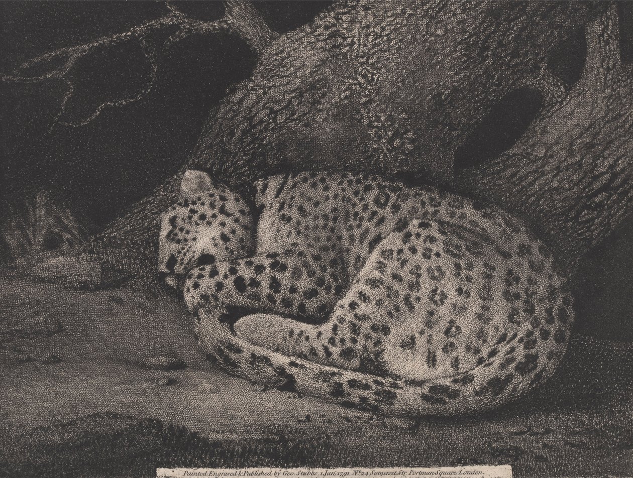 Sanatçı tarafından oyulmuş Uyuyan Leopar, pub. 1791 (aşındırma) by George Stubbs