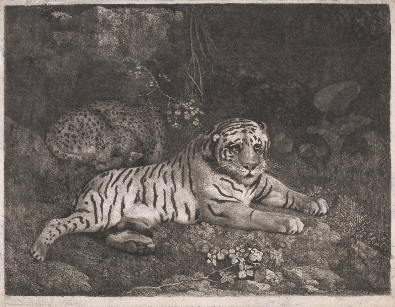 Bir Kaplan ve Uyuyan Bir Leopar by George Stubbs