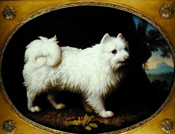 A White Spitz, c.1770 (emaye porselen üzerine yağlı boya) by George Stubbs