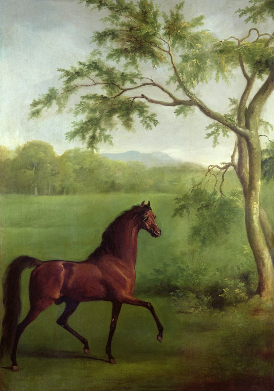 Ağacın Altında Arap Aygırı, c.1761-63 (tuval üzerine yağlı boya) by George Stubbs