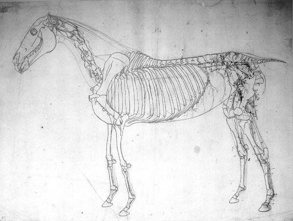 Bir atın anatomik çalışması (kağıt üzerinde kalem ve mürekkep ve kurşun kalem) by George Stubbs