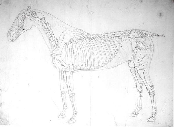 Bir atın anatomik çalışması (kağıt üzerinde kalem ve mürekkep ve kurşun kalem) by George Stubbs