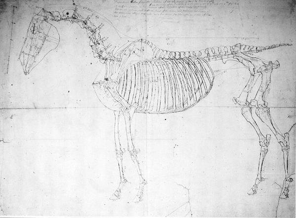 Bir atın anatomik çalışması (kağıt üzerinde kalem ve mürekkep ve kurşun kalem) by George Stubbs