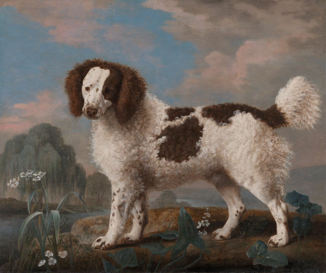 Kahverengi ve Beyaz Norfolk veya Su Spaniel by George Stubbs
