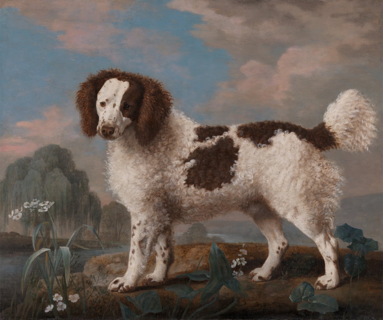 Kahverengi ve Beyaz Norfolk veya Su Spaniel, 1778. by George Stubbs