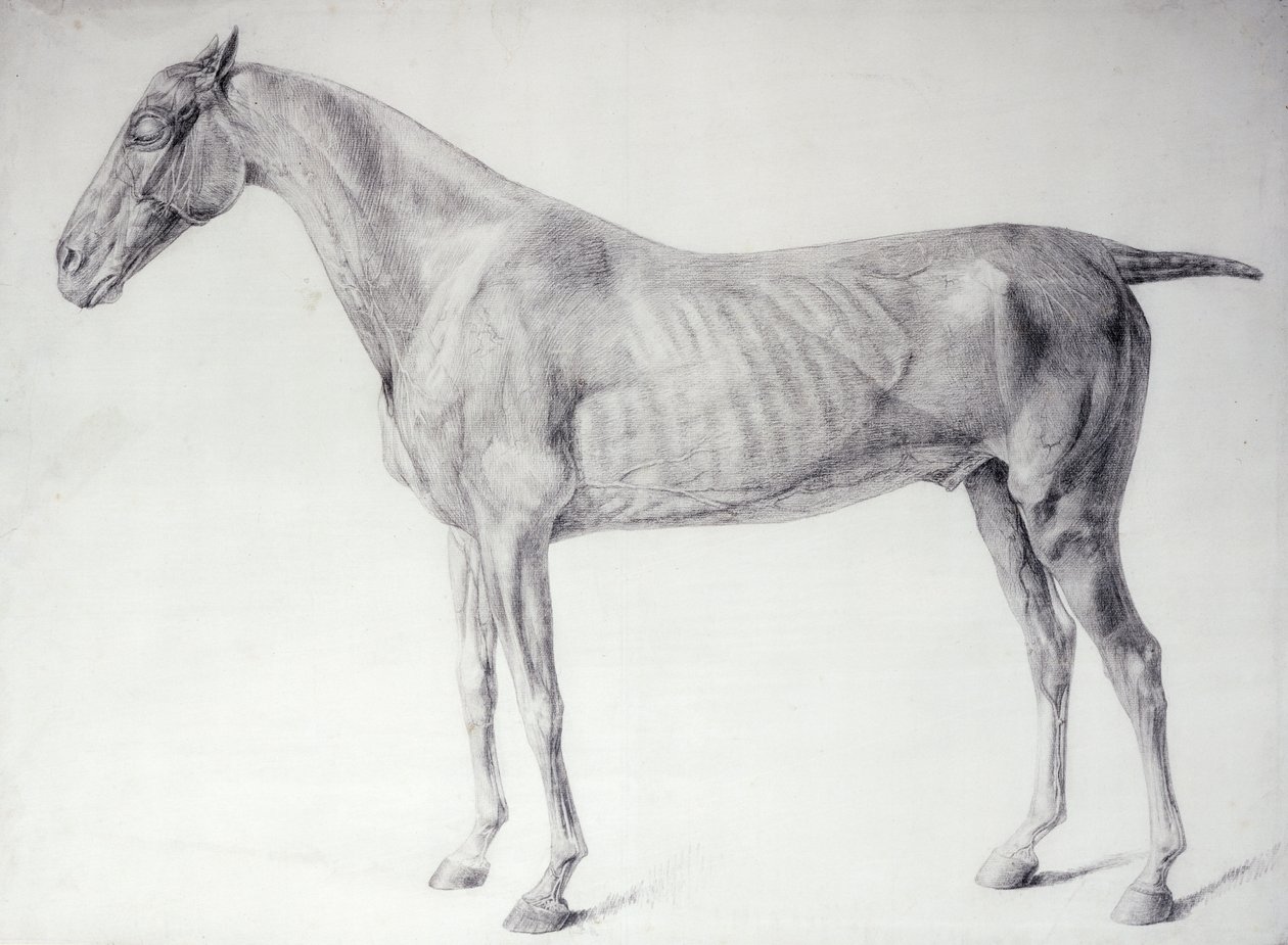 "Atın Anatomisi"nden bir diyagram (gravür) by George Stubbs
