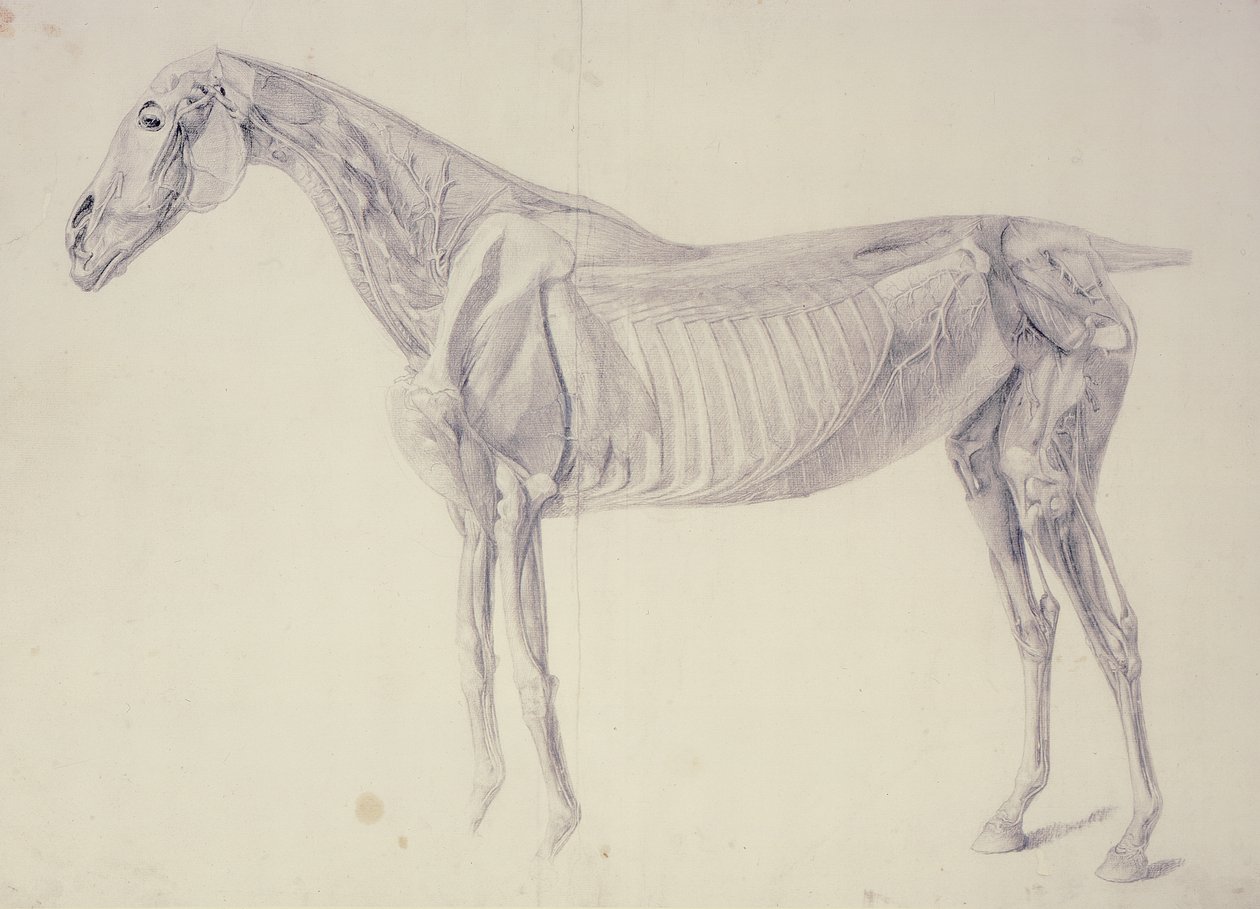 At Anatomisinden Diyagram by George Stubbs