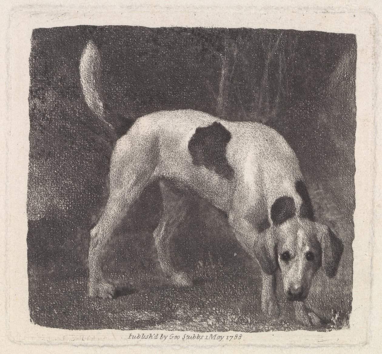 Sanatçı tarafından oyulmuş Köpek (Kokudaki Bir Tilki Tazısı), pub. 1788 by George Stubbs