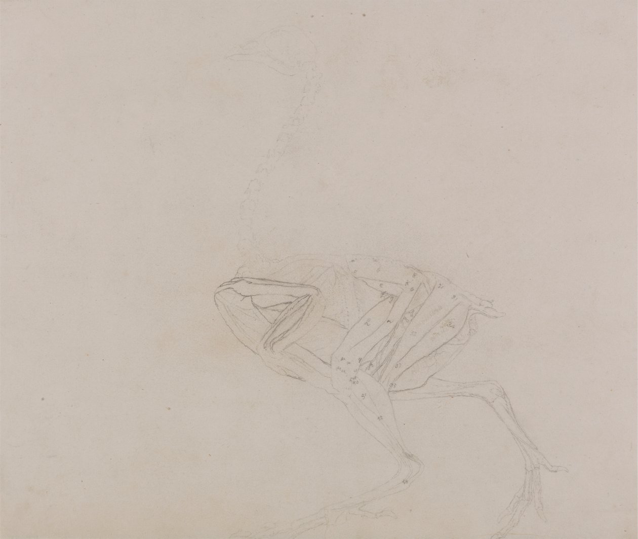 Dorking Hen Gövdesi, Yandan Görünüm (Diseksiyonun sonraki bir aşamasında vücut ve uzuvların kaslarının incelenmesi) by George Stubbs