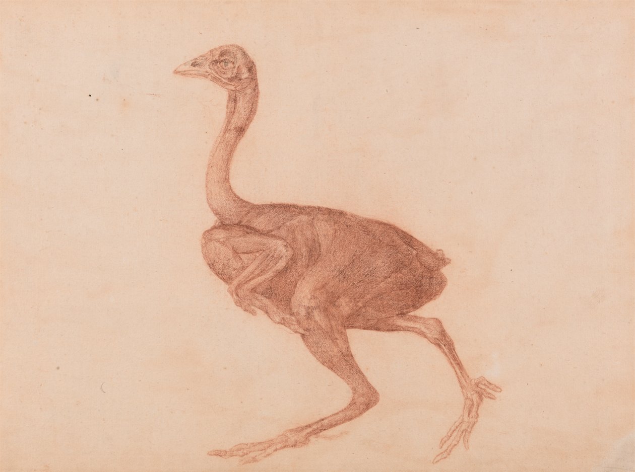 Dorking Tavuk, Yandan Görünüm by George Stubbs
