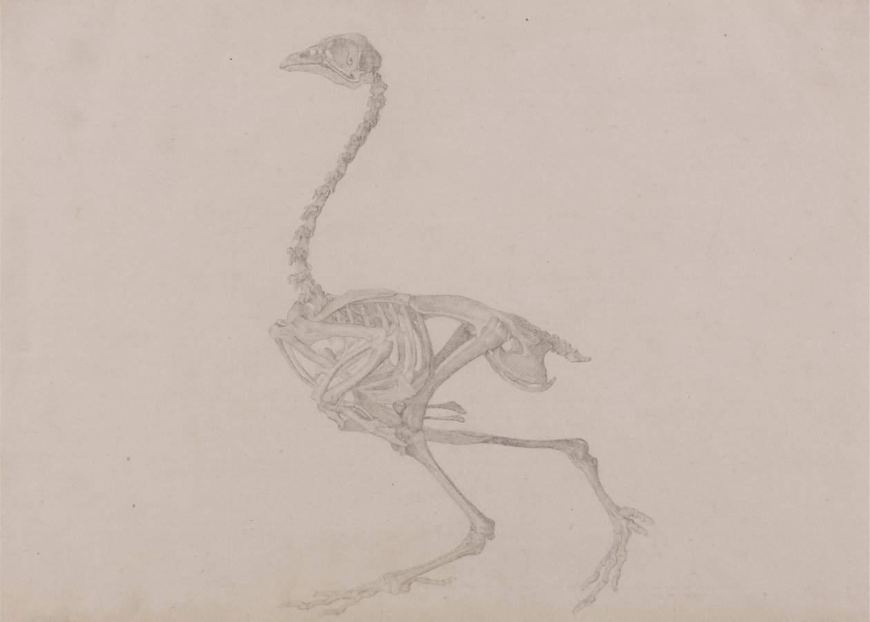 Dorking Tavuk İskeleti, Yandan Görünüm (Yayınlanmamış bir tablo için bitmiş çalışma) by George Stubbs