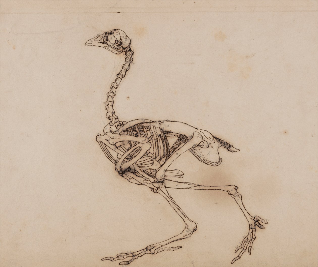 Dorking Tavuk İskeleti, Yandan Görünüm (Muhtemelen yayınlanmamış bir anahtar figür için hazırlanmıştır) by George Stubbs