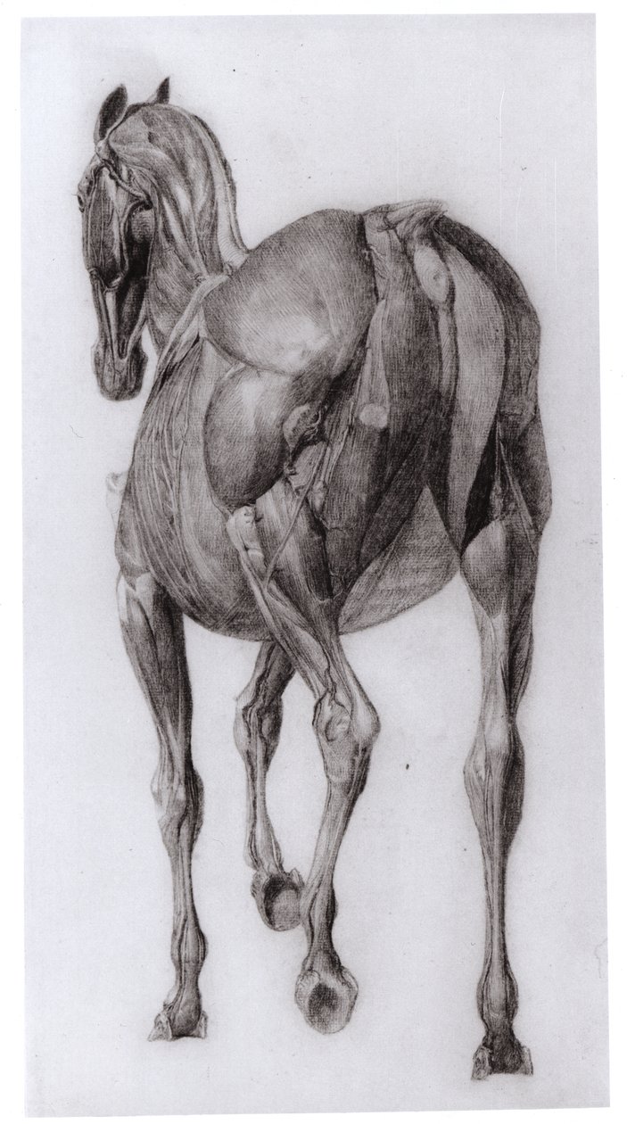 Aşamalı olarak disseke edilmiş bir atın kas yapısının dorsal görünümü, The Anatomy of the Horse, 1766