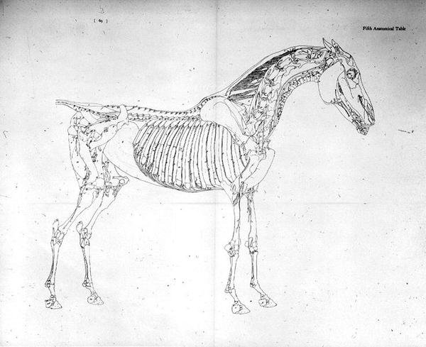 Beşinci Anatomik Tablo, 