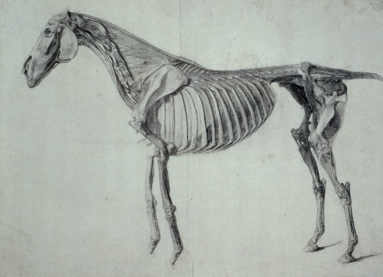 Finished Study for the Fifth Anatomical Table of a Horse (graphite on paper) by George Stubbs