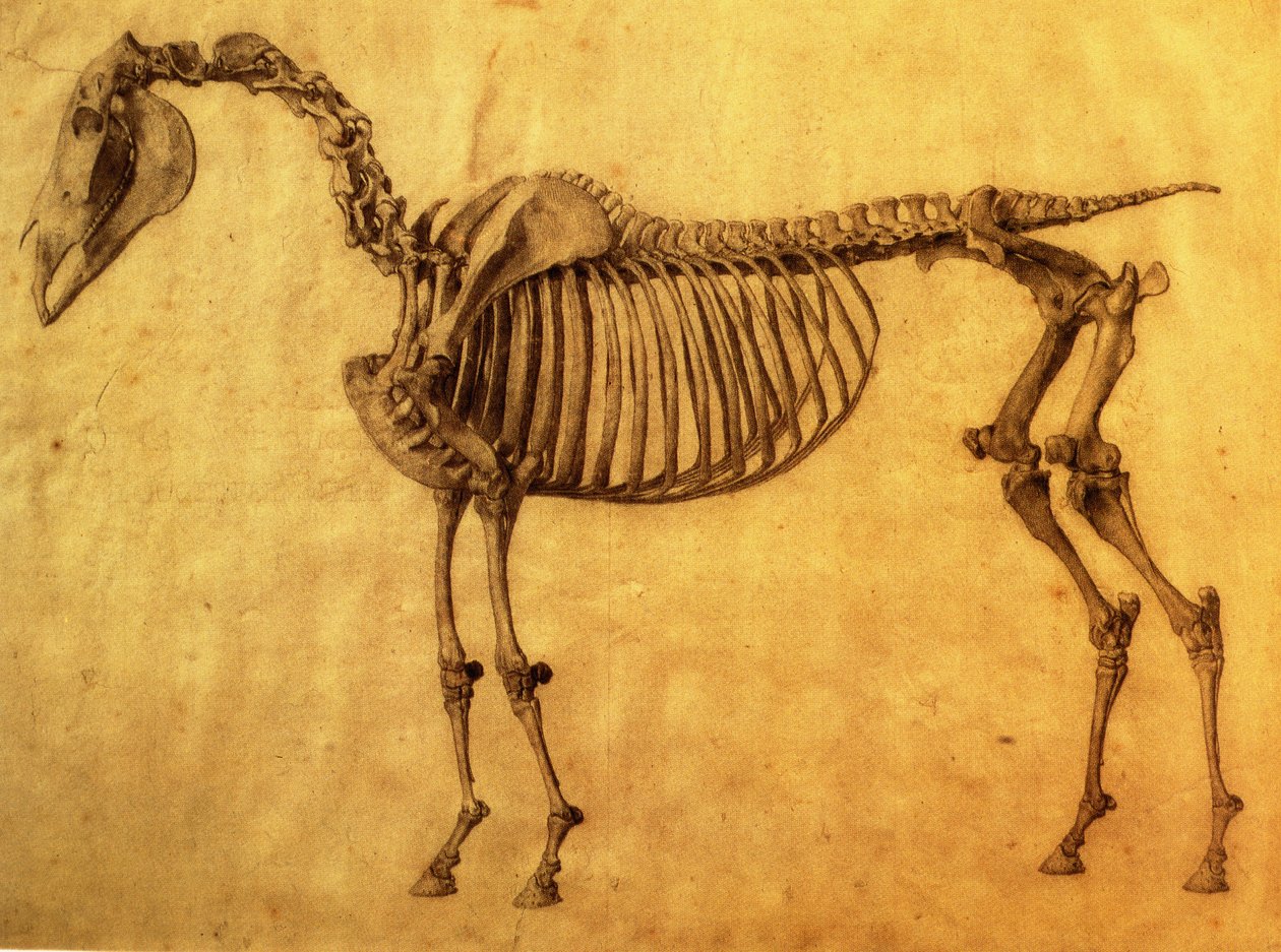 Bir Atın İlk İskelet Tablosu için Biten Çalışma, c. 1766 (kağıt üzerinde grafit) by George Stubbs
