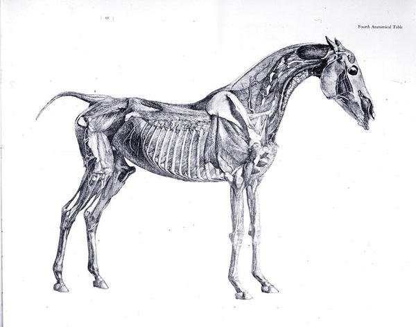 Dördüncü Anatomik Tablo, 
