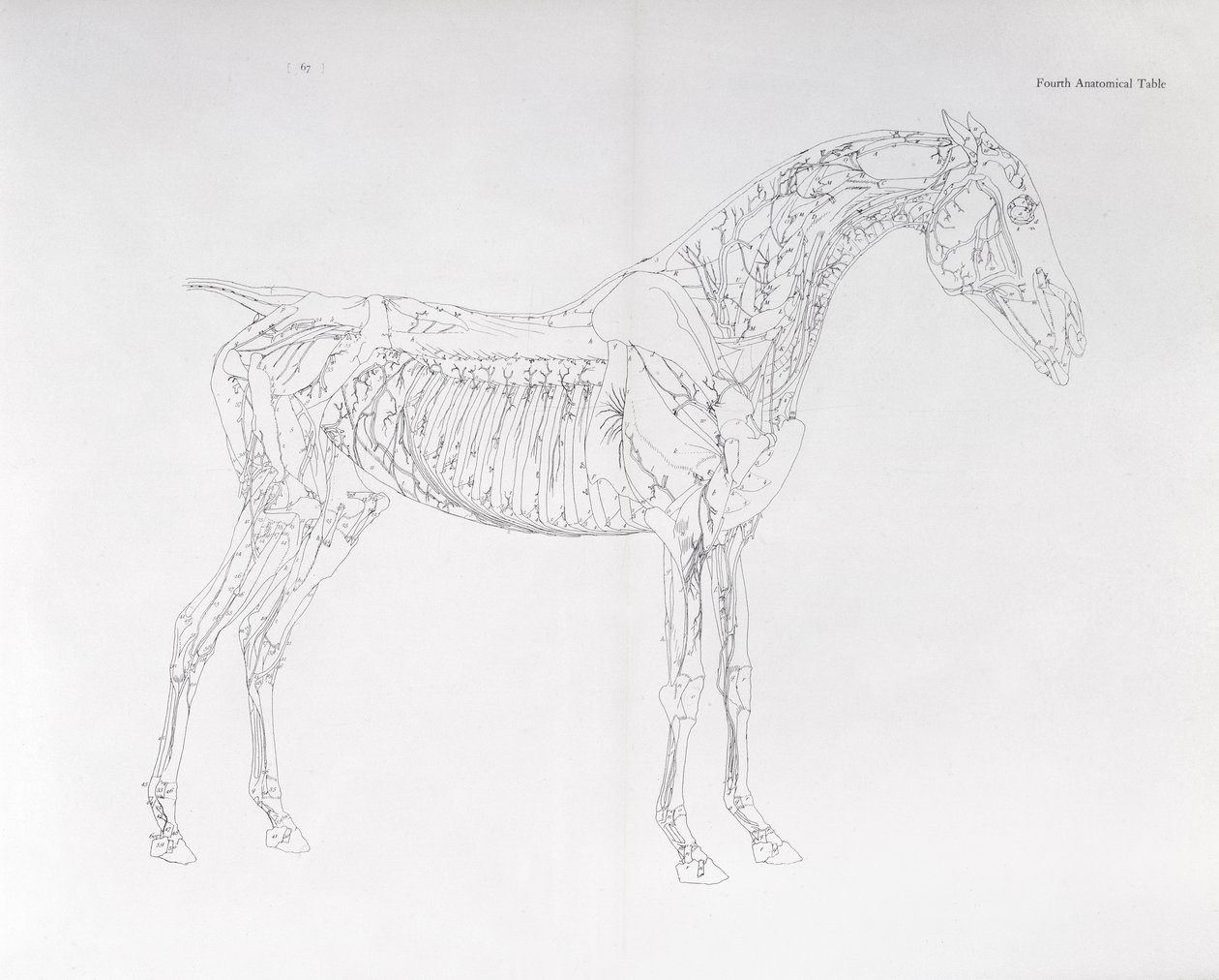 "Atın Anatomisi"nden Dördüncü Anatomik Tablo by George Stubbs