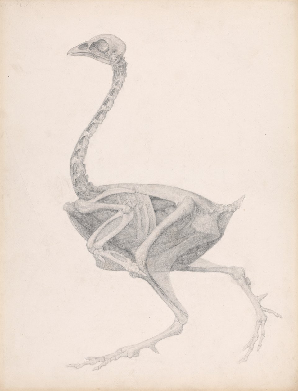 Kanatlı Gövdesi, Yandan Görünüm (Yayınlanmamış Bir Tablo İçin Son Derece Tamamlanmış Çalışma; Diseksiyondaki Son Aşamayı Gösterir) by George Stubbs