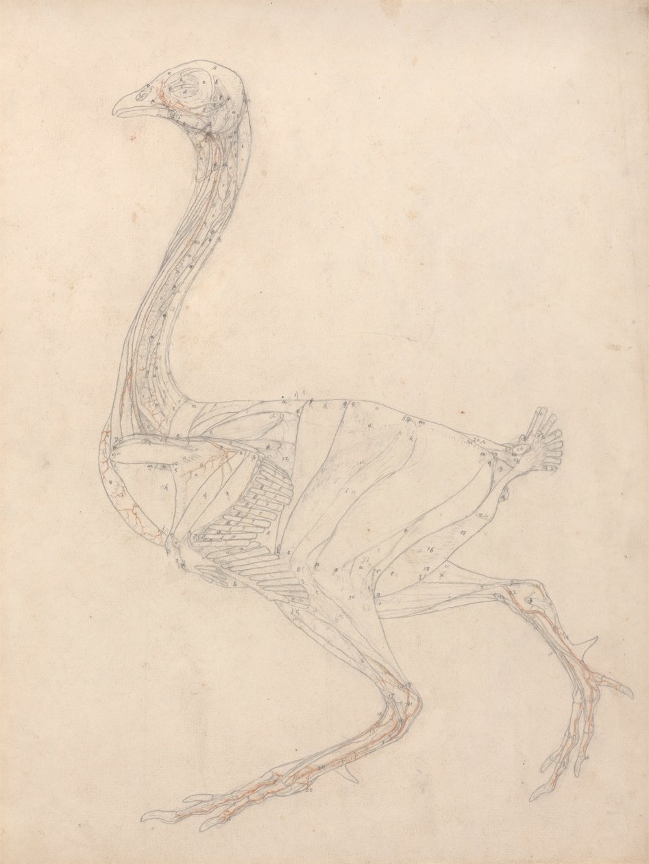 Kanatlı Gövdesi, Yandan Görünüm (Tablo XV'deki Anahtar Şekil Çalışması) by George Stubbs