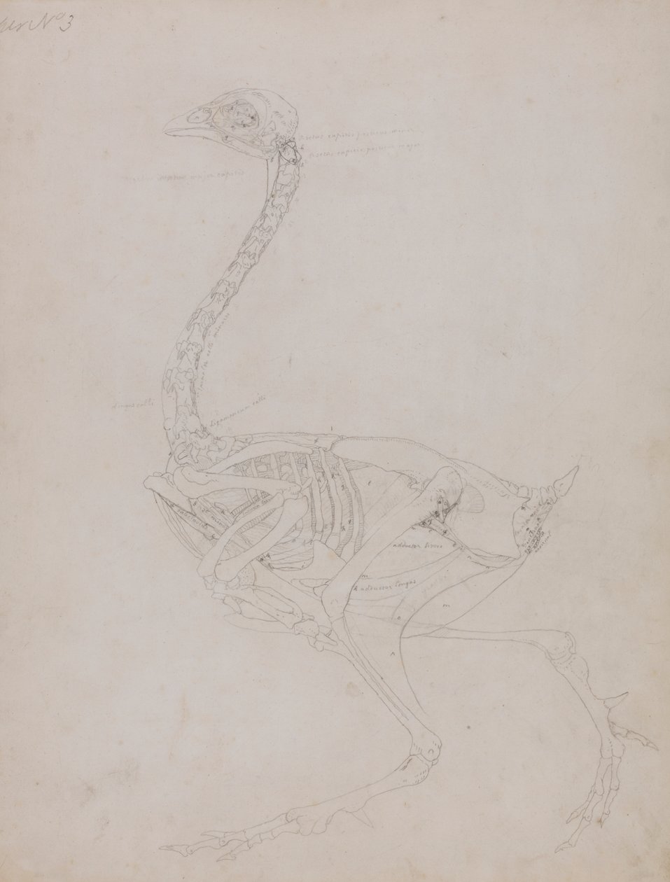 Kanatlı Gövdesi, Yandan Görünüm by George Stubbs