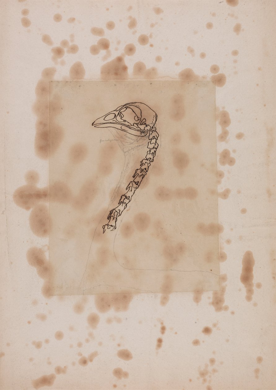 Kanatlı Başı ve Boyun, Yandan Görünüm by George Stubbs