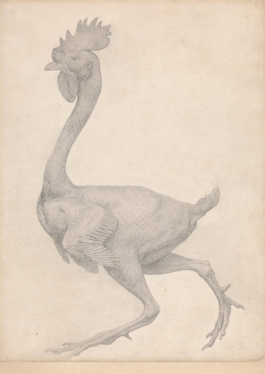 Kümes Hayvanı, Çoğu Tüyü Alınmış Yandan Görünüm (Tablo X için Bitmiş Çalışma) by George Stubbs
