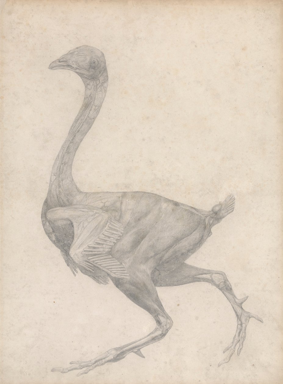 Kanatlı, Yandan Görünüm, Derisi ve Alttaki Fasiyal Katmanlar Çıkarılmış (Tablo XV için Bitmiş Çalışma) by George Stubbs