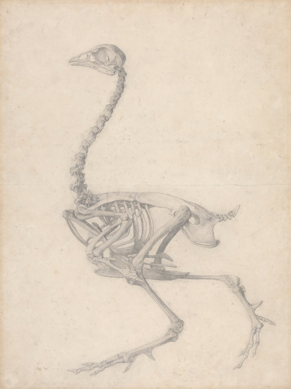 Kanatlı İskeleti, Yandan Görünüm (Tablo V için Bitmiş Çalışma) by George Stubbs