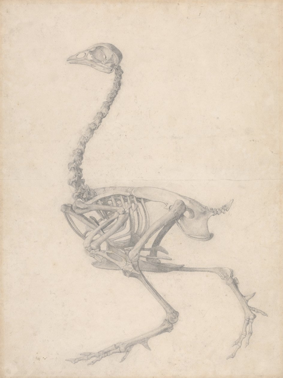 Kanatlı İskeleti, Yandan Görünüm (Tablo V için Biten Çalışma) by George Stubbs