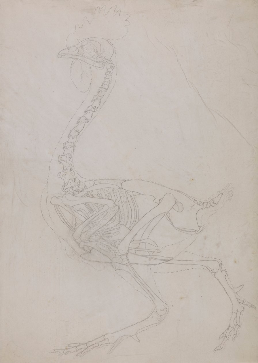 Kanatlı İskeleti, Yandan Görünüm (Anahat çizimi) by George Stubbs