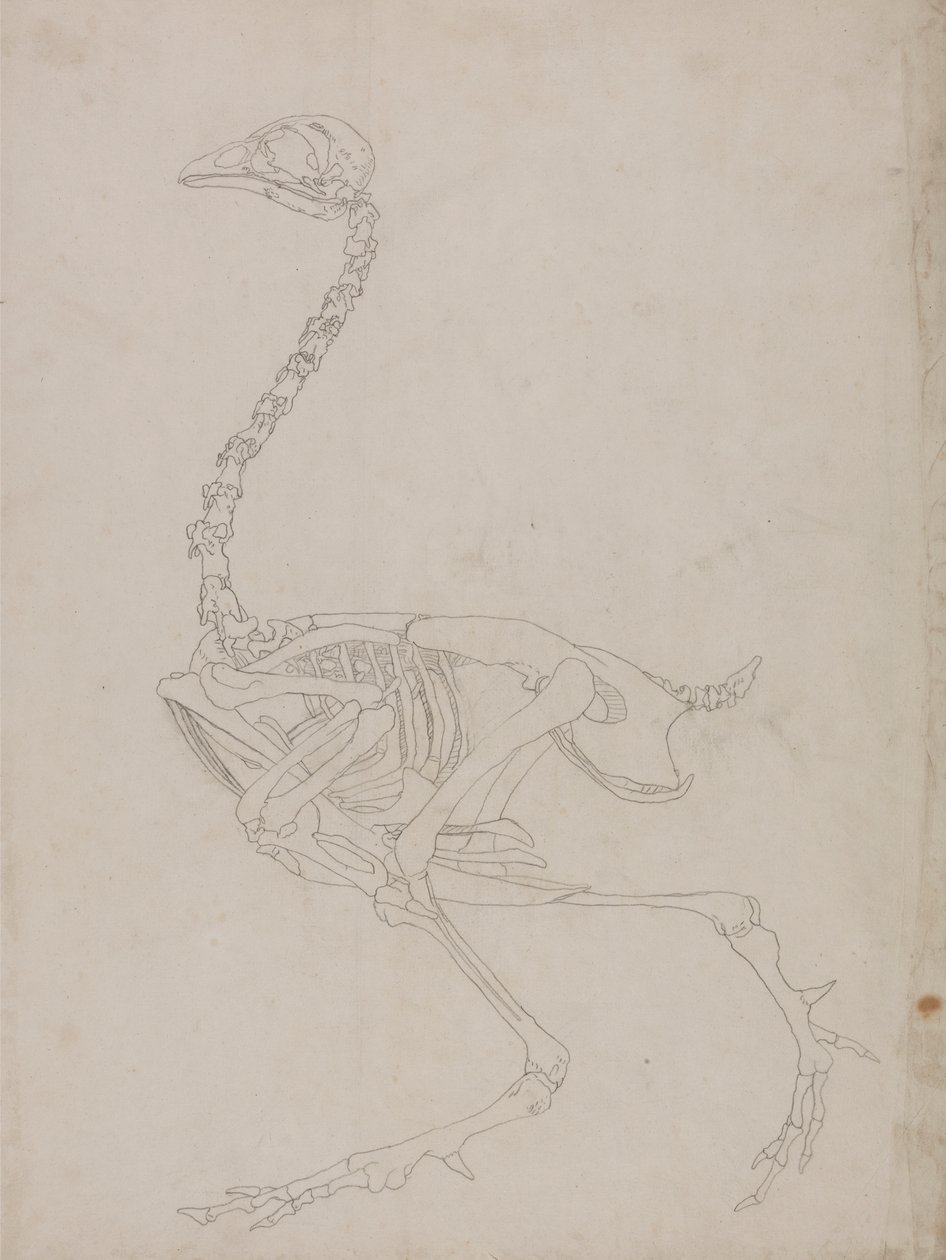 Kanatlı İskeleti, Yandan Görünüm (İskeletin ana hatları) by George Stubbs