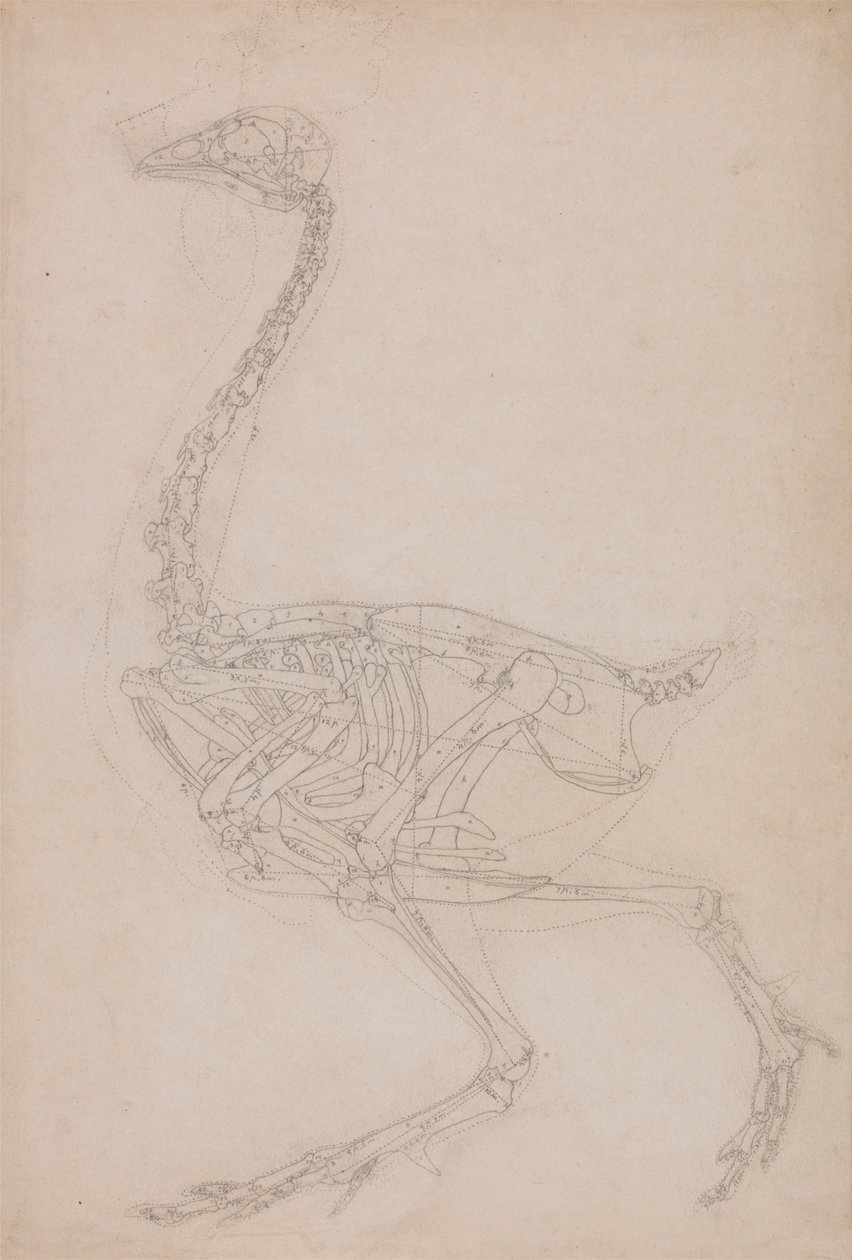 Kanatlı İskeleti, Yandan Görünüm (Muhtemelen Diğer Çizimlerde Kullanılan Kanatlı İskeletinin Oranlarının Temel Çalışması) by George Stubbs