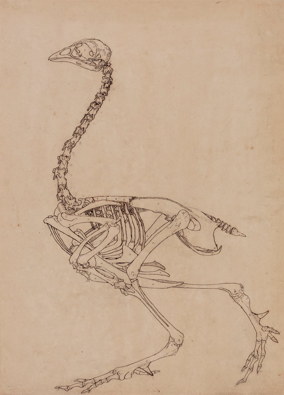 Kanatlı İskeleti, Yandan Görünüm (Tablo V'deki anahtar figürün incelenmesi) by George Stubbs