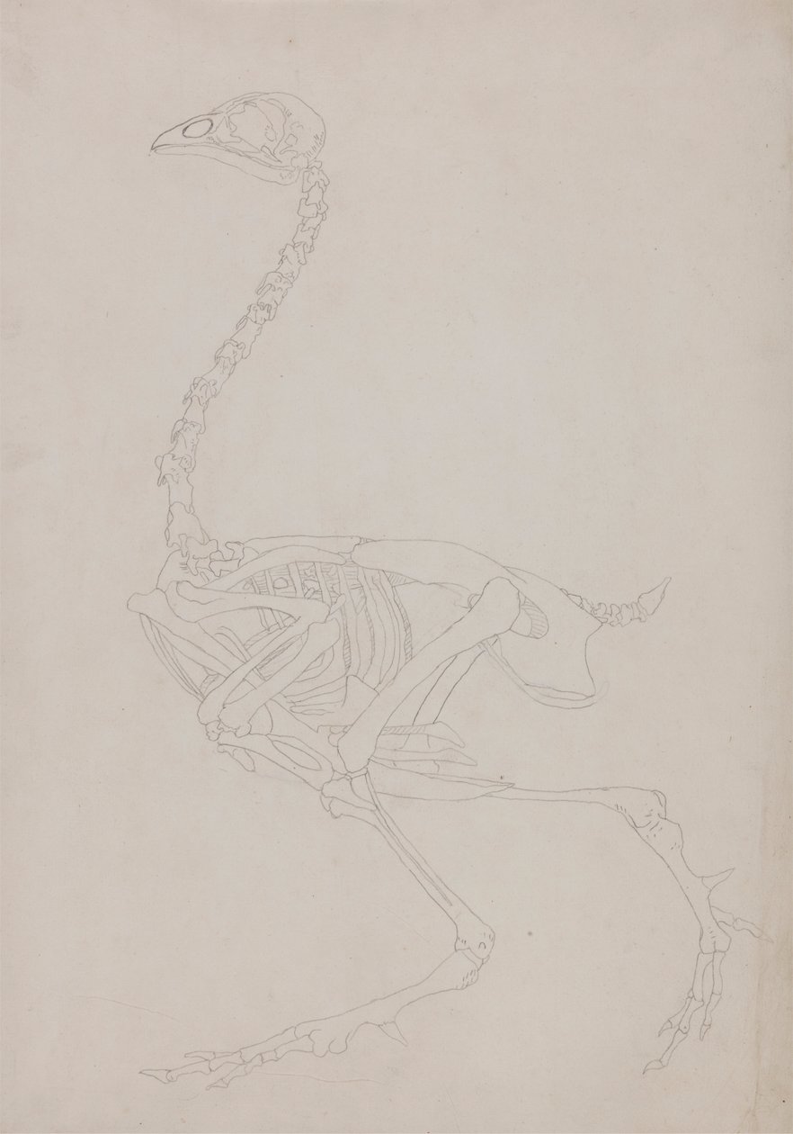 Kanatlı İskeleti, Yandan Görünüm by George Stubbs