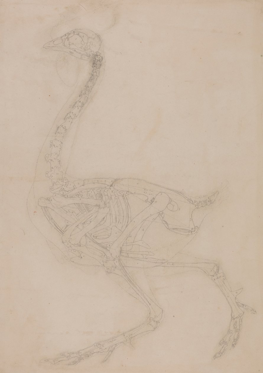 Kanatlı İskeleti, Yandan Görünüm by George Stubbs